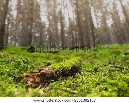 Lush green mossy forest with old tree log background for product display montages. beautiful sunlight shine on the moss, nature background in rainforest in tropical country.