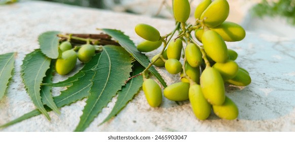 A lush green Neem tree, known for its medicinal properties in Ayurveda, stands against a natural backdrop. Its leaves, rich in herbal benefits, symbolize health and organic remedies. Neem, leaf - Powered by Shutterstock