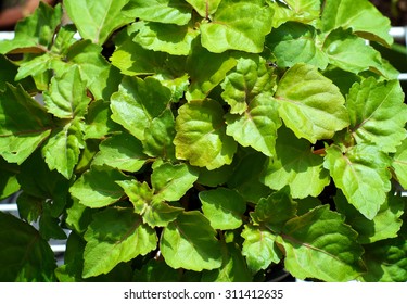 A Lush Green Patchouli Plant Fills The Image, Plant Is Shown From Above.