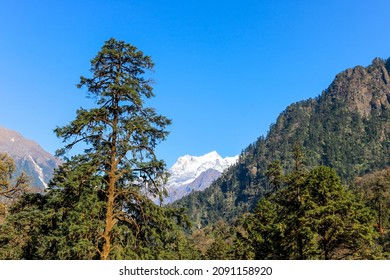 Lush green pine tree forest in the forefront and a huge gigantic snow covered Himalaya mountain in the background on a sunny day. Juxtaposition in nature - green and white.