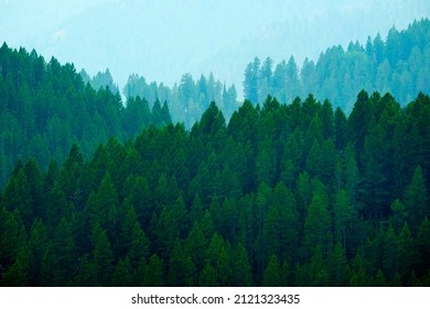 Lush green pine tree forest forrest in the mountains layered with valleys