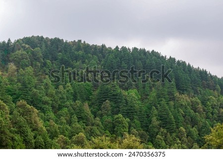 Lush green pine tree forest fresh on mountain side forrest of trees. Forrest of green pine trees on mountainside with rain. Tall pine trees close up in the park hills mountains. thick cedar forests.
