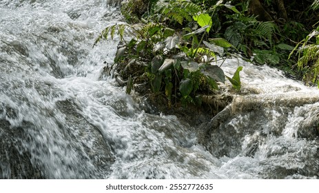 lush green plant grows on a rocky terrain surrounded by rushing clear water streams. - Powered by Shutterstock