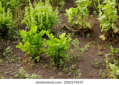 Lush green plants growing in a well-tended garden with fresh soil. - Powered by Shutterstock