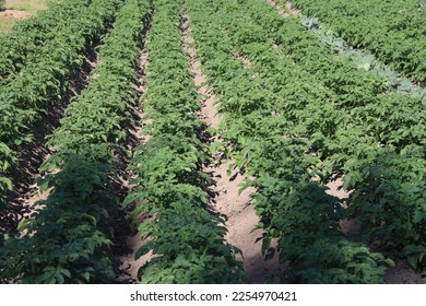 Lush green potato bushes in the farmer's garden in summer - Shutterstock ID 2254970421