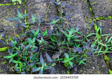 Lush green and purple foliage of weeds growing among aged cobblestones with moss and grass. A representation of natural growth, resilience, and the blending of nature with urban elements. - Powered by Shutterstock