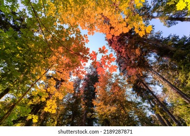 Lush Green Rain Forest In Pacific Northwest. MacMillan Provincial Park, Vancouver Island, BC, Canada. Nature Background. Fall Colors Art Render