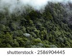 A lush, green rainforest blankets a steep mountainside, partially shrouded in mist. The rich biodiversity and dense foliage create a serene and mystical atmosphere