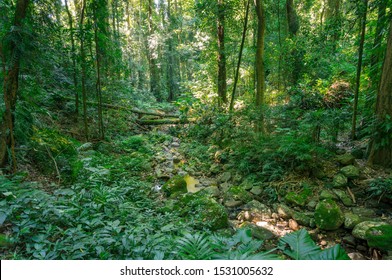 Lush Green Rainforest Landscape With Green Trees And Plants. Biodiversity And Ecology Nature Background