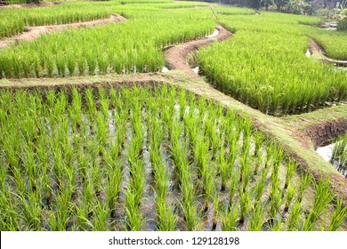 Lush Green Rice Fields Small Plots Stock Photo 129128198 | Shutterstock