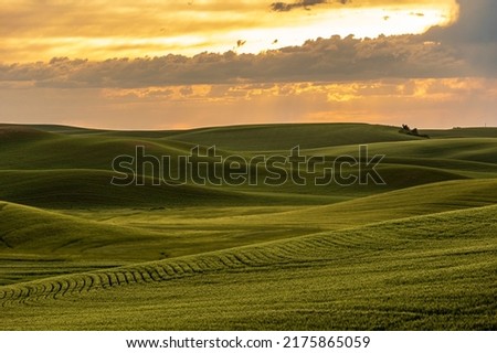 lush green rolling hills of farm land of wheat and rapeseed during summer . abstract like landscape of different hues of green and other colors in East Washington.