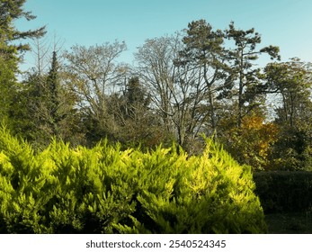 Lush green shrubs in the foreground with trees in vibrant autumn colors under a clear blue sky on a sunny day - Powered by Shutterstock