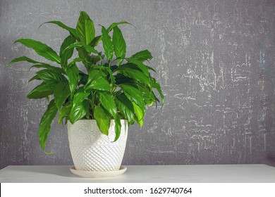 Lush Green Spathiphyllum In A Large White Ceramic Pot With Patterns On A White Table On A Gray Background. Indoor Flower In A Pot. Copy Space.