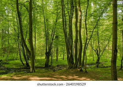 lush green spring beech forest in Wurmtal, Aachen, Germany 