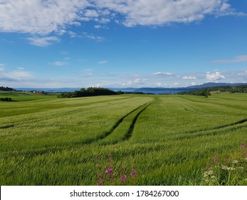 Lush Green Summer Field In Norway