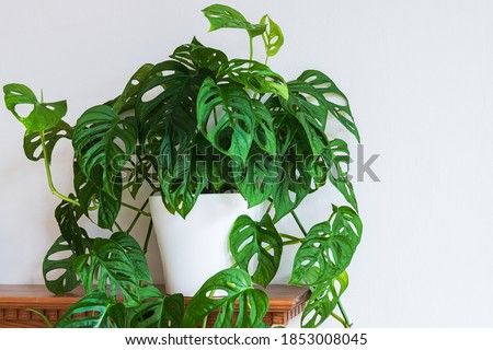 Lush green Swiss cheese plant (monstera adansonii) with fenestrations indoor. Attractive houseplant detail against white backdrop.
