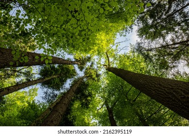 Lush green, tall forest trees in a forest, low angle view, sunny summer day, no people. - Powered by Shutterstock