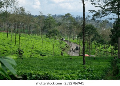 A lush green tea plantation on rolling hills with a winding road and tall trees. Motorcyclists ride through the peaceful, rural landscape, capturing the calm and beauty of nature - Powered by Shutterstock