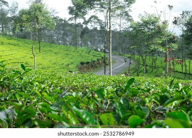 A lush green tea plantation on rolling hills with a winding road and tall trees. Motorcyclists ride through the peaceful, rural landscape, capturing the calm and beauty of nature - Powered by Shutterstock