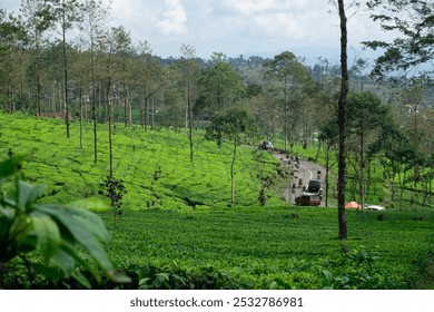 A lush green tea plantation on rolling hills with a winding road and tall trees. Motorcyclists ride through the peaceful, rural landscape, capturing the calm and beauty of nature - Powered by Shutterstock