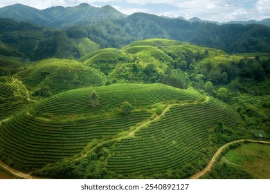 Lush Green Tea Plantations on Rolling Hills. Ideal for Nature and Travel Themes.  Long Coc Tea Plantation, Vietnam. - Powered by Shutterstock