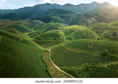 Lush Green Tea Plantations on Rolling Hills in Morning Sunlight – Tranquil Vietnam Landscape Ideal for Nature and Travel Themes.  Long Coc Tea Plantation, Vietnam. - Powered by Shutterstock