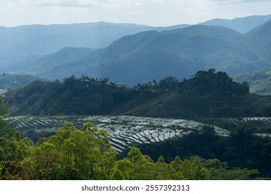 Lush green terraced fields stretch across a misty mountain landscape. - Powered by Shutterstock