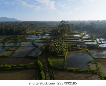 Lush green terraced rice fields under a clear sky. - Powered by Shutterstock