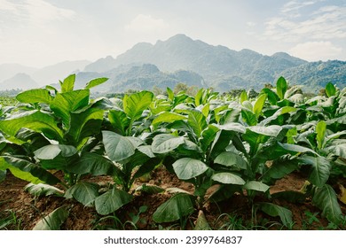 Lush green tobacco field on a sunny day with mountains in the background. Agricultural landscape with tobacco farm in Thailand 