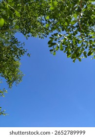 Lush green tree canopy frames a vast, clear blue sky. A refreshing nature shot for backgrounds or designs. #bluesky #greennature