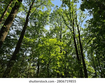Lush green tree canopy inside a dense forest looking up at the blue sky with sunlight
