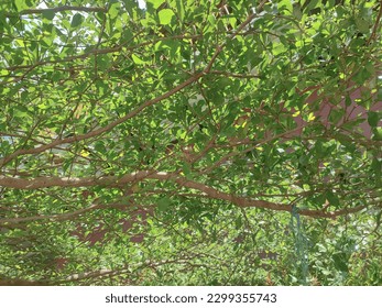 Lush Green Tree with Multiple Branches