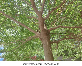 Lush Green Tree with Multiple Branches