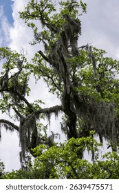 Lush green tree with Spanish moss hanging in a vibrant natural setting