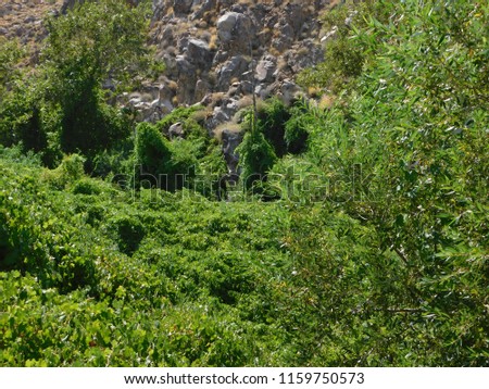 Lush Green Trees and Shrubs Growing at the Bottom of Rocky Mountains on the Desert Ground on a Hot Summer Day