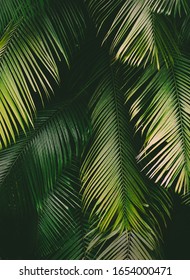 Lush green tropical background texture of palm leaves foliage in a jungle. - Shutterstock ID 1654000471