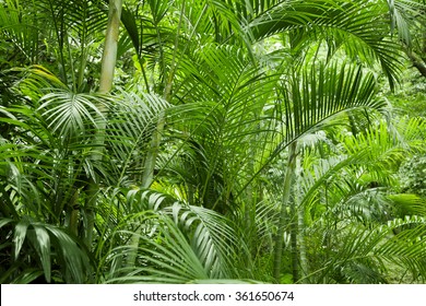 Lush Green Tropical Jungle Or Garden In Asia