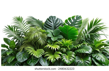 Lush green tropical plants bush (monstera, palm, rubber plant, pine and fern)