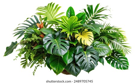 Lush green tropical plants bush (monstera, palm, rubber plant, pine and fern) floral arrangement isolated on white - Powered by Shutterstock