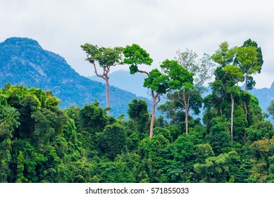 Lush green tropical rainforest with background mountain