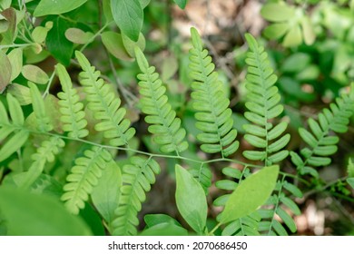 Lush Green Unrolled Leaf Cluster Of Fern Species Leafy Herbaceous Plant. Tiny Leaflets Make Up Maximum Exposure To Uv Rays And Sunlight In Understory Of Forest Ecosystem With Stem Structure