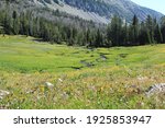 A lush green valley with a meandering stream in Beaverhead-Deerlodge National Forest, just outside of Yellowstone National Park.