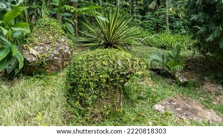 Lush green vegetation in a tropical park - palm trees, succulents, grass. Climbing plants entwine picturesque boulders. Seychelles. Mahe