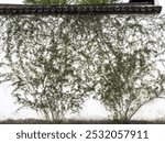 Lush Green Vines Cascading Against a White Wall in Tranquil Setting  