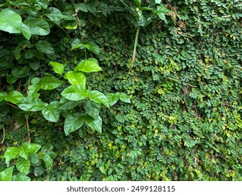 a lush green wall covered in climbing fig.The wall is completely covered in the small, heart-shaped leaves of the plant, creating a dense and textured pattern. Green background with leaves - Powered by Shutterstock