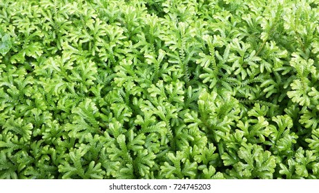 Lush greenery - Shutterstock ID 724745203
