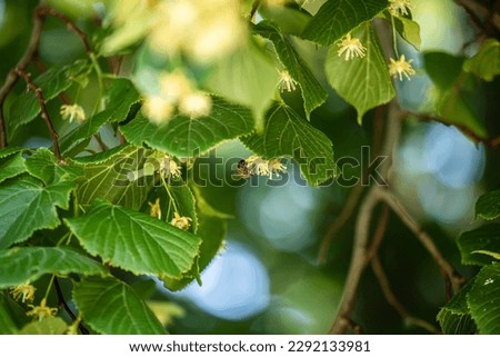 lush greenery and beautiful linden trees. Tilia americana source of life and oxygen