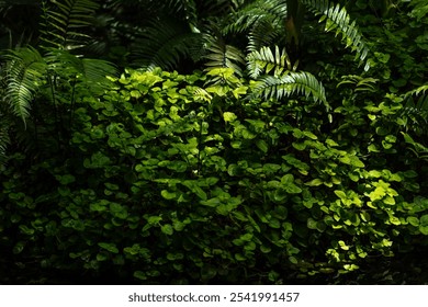 Lush Greenery and Fern Leaves in Forest Shade - Powered by Shutterstock