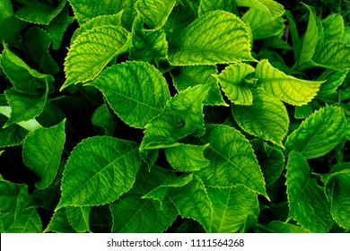 Lush Greenery Foliage Closeup. Top View.