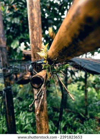 The lush greenery growing around the old bamboo stems creates a picturesque harmony of nature. The contrast between the fresh green and the strength of the aging bamboo stems forms a charming scene.